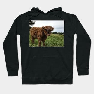 Scottish Highland Cattle Calf 1525 Hoodie